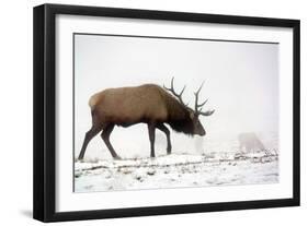 Elk IV-Tammy Putman-Framed Photographic Print