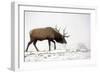 Elk IV-Tammy Putman-Framed Photographic Print