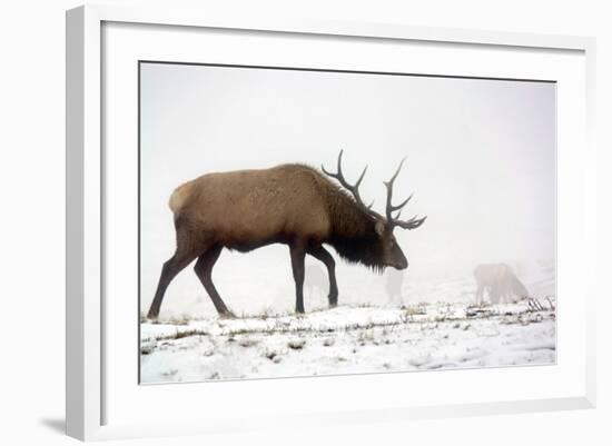 Elk IV-Tammy Putman-Framed Photographic Print