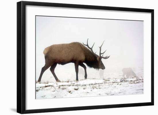 Elk IV-Tammy Putman-Framed Photographic Print