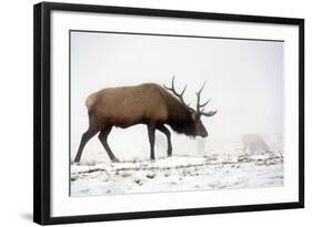 Elk IV-Tammy Putman-Framed Photographic Print