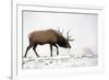 Elk IV-Tammy Putman-Framed Photographic Print