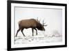 Elk IV-Tammy Putman-Framed Photographic Print