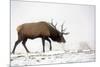 Elk IV-Tammy Putman-Mounted Photographic Print