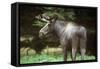 Elk Male-null-Framed Stretched Canvas