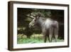 Elk Male-null-Framed Photographic Print