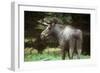 Elk Male-null-Framed Photographic Print