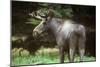 Elk Male-null-Mounted Photographic Print