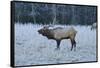 Elk of the Great Smoky Mountains-Gary Carter-Framed Stretched Canvas