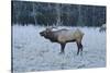 Elk of the Great Smoky Mountains-Gary Carter-Stretched Canvas