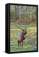 Elk of the Great Smoky Mountains-Gary Carter-Framed Stretched Canvas