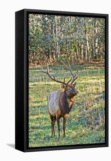 Elk of the Great Smoky Mountains-Gary Carter-Framed Stretched Canvas