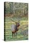 Elk of the Great Smoky Mountains-Gary Carter-Stretched Canvas