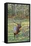 Elk of the Great Smoky Mountains-Gary Carter-Framed Stretched Canvas