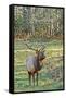 Elk of the Great Smoky Mountains-Gary Carter-Framed Stretched Canvas