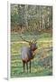 Elk of the Great Smoky Mountains-Gary Carter-Framed Premium Photographic Print