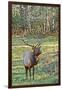 Elk of the Great Smoky Mountains-Gary Carter-Framed Premium Photographic Print