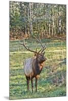 Elk of the Great Smoky Mountains-Gary Carter-Mounted Premium Photographic Print