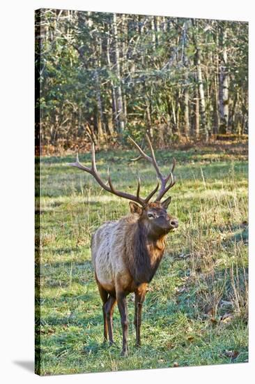 Elk of the Great Smoky Mountains-Gary Carter-Stretched Canvas