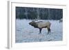 Elk of the Great Smoky Mountains-Gary Carter-Framed Photographic Print