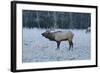 Elk of the Great Smoky Mountains-Gary Carter-Framed Photographic Print