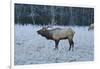 Elk of the Great Smoky Mountains-Gary Carter-Framed Photographic Print