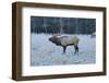 Elk of the Great Smoky Mountains-Gary Carter-Framed Photographic Print