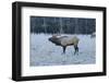 Elk of the Great Smoky Mountains-Gary Carter-Framed Photographic Print