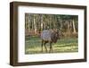 Elk of the Great Smoky Mountains-Gary Carter-Framed Photographic Print