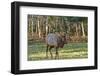 Elk of the Great Smoky Mountains-Gary Carter-Framed Photographic Print