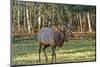 Elk of the Great Smoky Mountains-Gary Carter-Mounted Photographic Print