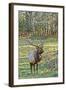 Elk of the Great Smoky Mountains-Gary Carter-Framed Photographic Print