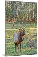 Elk of the Great Smoky Mountains-Gary Carter-Mounted Photographic Print