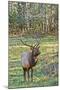 Elk of the Great Smoky Mountains-Gary Carter-Mounted Photographic Print