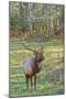 Elk of the Great Smoky Mountains-Gary Carter-Mounted Photographic Print