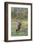 Elk of the Great Smoky Mountains-Gary Carter-Framed Photographic Print