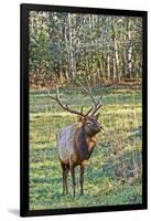 Elk of the Great Smoky Mountains-Gary Carter-Framed Photographic Print