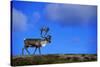 Elk on a Mountain-null-Stretched Canvas