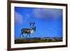 Elk on a Mountain-null-Framed Photographic Print