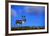 Elk on a Mountain-null-Framed Photographic Print