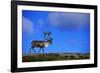 Elk on a Mountain-null-Framed Photographic Print