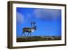Elk on a Mountain-null-Framed Photographic Print
