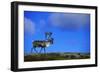 Elk on a Mountain-null-Framed Photographic Print