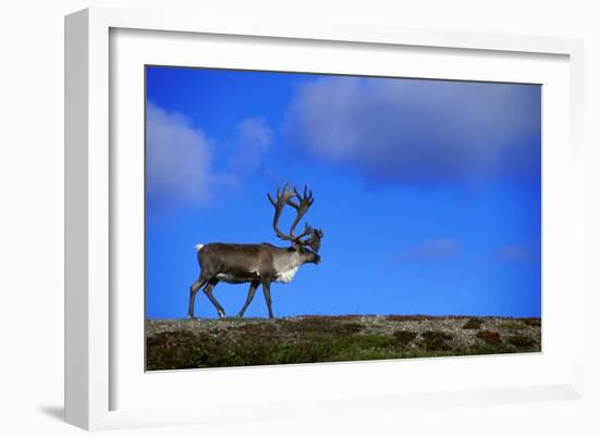 Elk on a Mountain-null-Framed Photographic Print