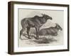 Elk, or Moose Deer, in Nova Scotia-null-Framed Giclee Print