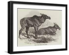 Elk, or Moose Deer, in Nova Scotia-null-Framed Giclee Print