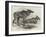 Elk, or Moose Deer, in Nova Scotia-null-Framed Giclee Print