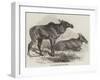 Elk, or Moose Deer, in Nova Scotia-null-Framed Giclee Print