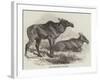 Elk, or Moose Deer, in Nova Scotia-null-Framed Giclee Print