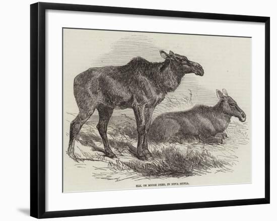 Elk, or Moose Deer, in Nova Scotia-null-Framed Giclee Print